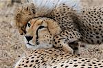 Cheetah (Acinonyx jubatus) and cub, Masai Mara, Kenya