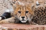 Cheetah cub (Acinonyx jubatus), Masai Mara, Kenya