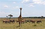 Masai Giraffe (Giraffa camelopardalis) and gazelles, Masai Mara, Kenya