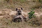 Spotted Hyena (Crocuta crocuta), Masai Mara, Kenya