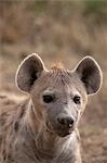 Spotted Hyena (Crocuta crocuta), Masai Mara, Kenya
