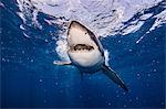 Underwater view of white shark with bait in mouth, Campeche, Mexico