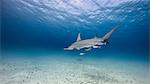 Underwater view of great hammerhead shark swimming above seabed, Bahamas