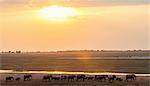 Elephants by river, Chobe national park, Zambia, Africa