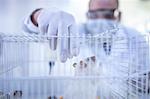 Laboratory worker reaching into cage containing white rat