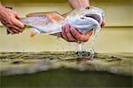 Man releasing small redfish