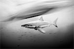 Great white shark (carcharodon carcharias) shot at slow shutter speed, Guadalupe, Mexico