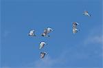 Low angle view of small flock of pigeons in flight.