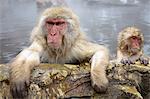Two Japanese Macaque, Snow Monkey, Macaca fuscata, bathing in hot spring, adult and young animal.