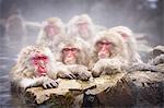 Group of Japanese Macaque, Snow Monkey, Macaca fuscata, bathing in hot spring.