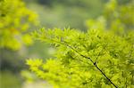 The vivid green foliage, leaves on a branch of a Maple tree in summer in Oirase