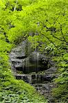 Water flowing over rocky ledges surrounded by trees with lush green foliage, Oirase near Lake Towada.