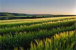 Rural landscape with view across fields of crops near Slapton, Devon.