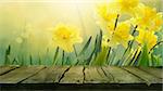 Daffodil floral spring background. Easter Spring Flowers. Elegant Mother's Day gift. Springtime green background. Wood table. Wooden table with background
