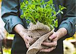 Organic vegetables. Farmers hands with herbs. Fresh organic  herbs.