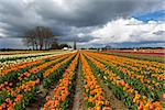 Rows of colorful tulips at Wooden Shoe Tulip Festival in Woodburn Oregon on a cloudy day