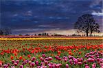 Sunset over fields of colorful tulip flowers in bloom during Spring season