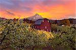 Sunset over Mount Hood and Red Barn in Pear Orchard in Hood River Oregon during Spring season