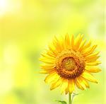 Bright yellow sunflower on blurred sunny background