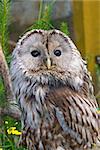 Gray or Common Owl. Closeup portrait of a tawny owl Strix aluco in the woods. Stocky, medium-sized owl commonly found in woodlands across much of Eurasia