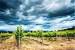 Beautiful vineyard landscape, overcast cloudy sky over fresh green vines, amazing view of big grapes valley in South Africa