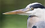 Great Blue Heron standing quietly, extreme close-up