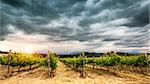 Beautiful vineyard landscape over cloudy overcast sky, agricultural panoramic scene, harvest season, vine valley, winery production of South Africa