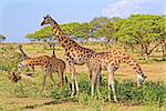 A small herd of giraffes feeding in natural habitat, Murchison Falls National Park, Uganda, Africa.