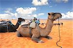 Camels in Sahara desert, Morocco. Two camels dromedary resting lying on the sand. On blue sky background