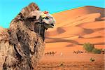 Bactrian camel (Camelus bactrianus) and caravan of camels in Sahara desert, Morocco. One camel,  drivers-berbers with dromedary and sand dunes on blue sky background