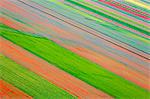 Europe,Italy,Umbria,Perugia district,Castelluccio of Norcia. Flowering