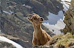 Stelvio National Park,Lombardy,Italy.Ibex