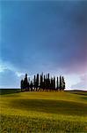 Cypress Grove near san Quirico d'orcia, val d'orcia, san Quirico d'orcia, Siena, Tuscany, italy