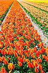 Tulips in Lisse, Netherlands, Europe.