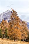 Mount Antelao in autumn,San Vito di Cadore,Boite Valley,Belluno district,Veneto,Italy,Europe