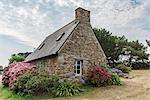 House with hortensiae. Bréhat island, Côtes-d'Armor, Brittany, France.