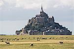Sheeps grazing with the village in the background. Mont-Saint-Michel, Normandy, France.