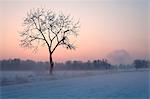 Torre Pallavicina, Oglio north park, Bergamo province, Lombardy, Italy. A solitary tree into the Bergamo's lowland at the winter sunrise