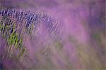 Valensole plateau, Provence, France. Detail of lavender fields.