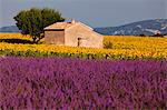 Valensole plateau, Provence, France. A view of lavender field with a rural house.