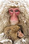 Snow monkeys of Jogokudani valley, Nakano, Nagano prefecture, Japan