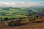 Europe, Italy, Tuscany hills in Orcia valley, province of Siena, Tuscany.