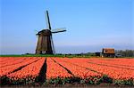 Red tulip fields and blue sky frame the windmill in spring Berkmeer Koggenland North Holland Netherlands Europe