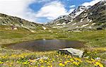 Flowers around Lake Emet framed by peaks Montespluga Chiavenna Valley Sondrio province Valtellina Lombardy Italy Europe