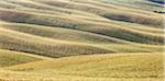 The curved shapes of the multicolored hills of the Crete Senesi (Senese Clays) province of Siena Tuscany Italy Europe