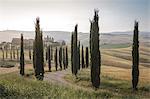 The road curves in the green hills surrounded by cypresses Crete Senesi (Senese Clays) province of Siena Tuscany Italy Europe