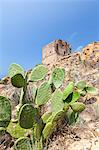 Prickly pears frame the ancient Genoese tower built as fortress of defense Porto Southern Corsica France Europe