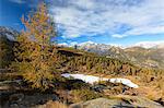 Red larches and Monte Disgrazia frame the icy Lake Mufulè Malenco Valley Lombardy province of Sondrio Valtellina Italy Europe