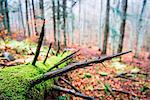 Sassofratino Reserve, Foreste Casentinesi National Park, Badia Prataglia, Tuscany, Italy, Europe. Detail of fallen tree trunk covered with moss.