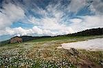 Valtellina,Lombardy,Italy The blooming crocus in Valtellina, Alpe Square. In the background, the clouds, you can see the Disgrazia